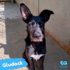 Gludock 2021 mascle