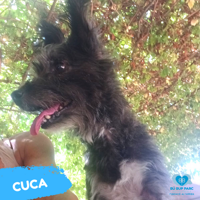 cuca – FUNDACIÓN ALTARRIBA
